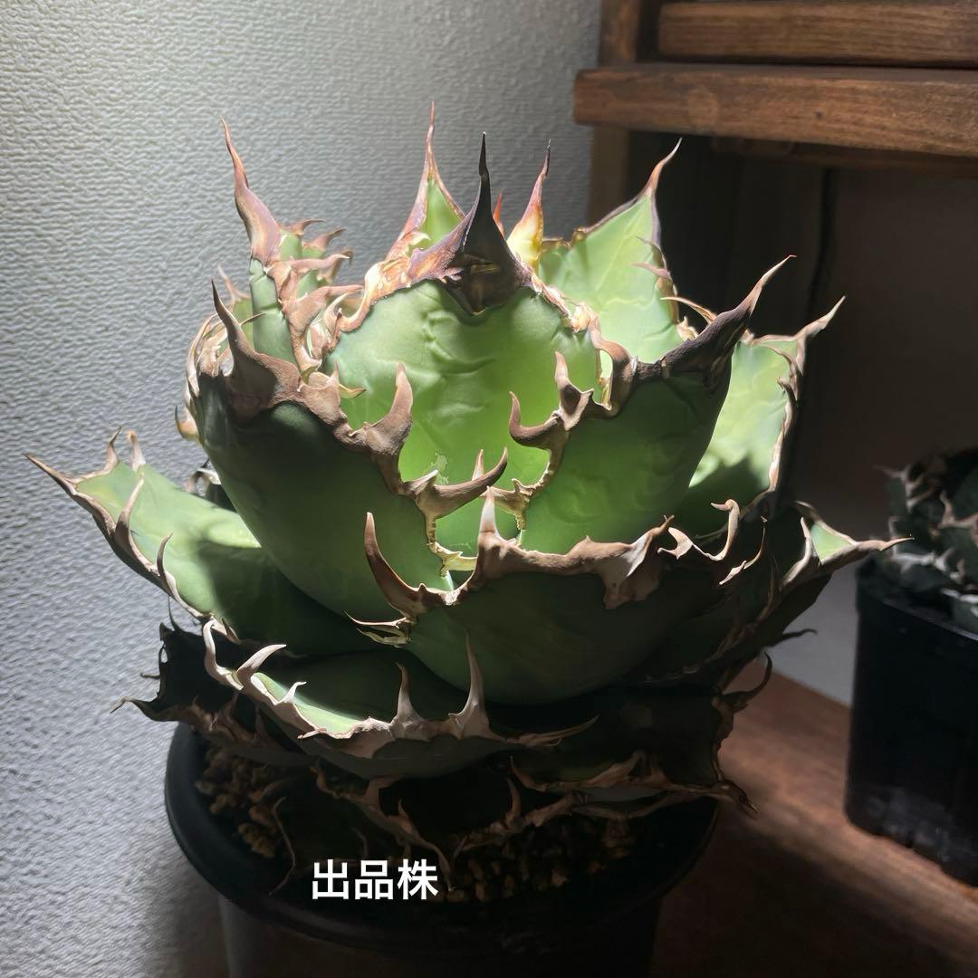 アガベチタノタ　シーザー