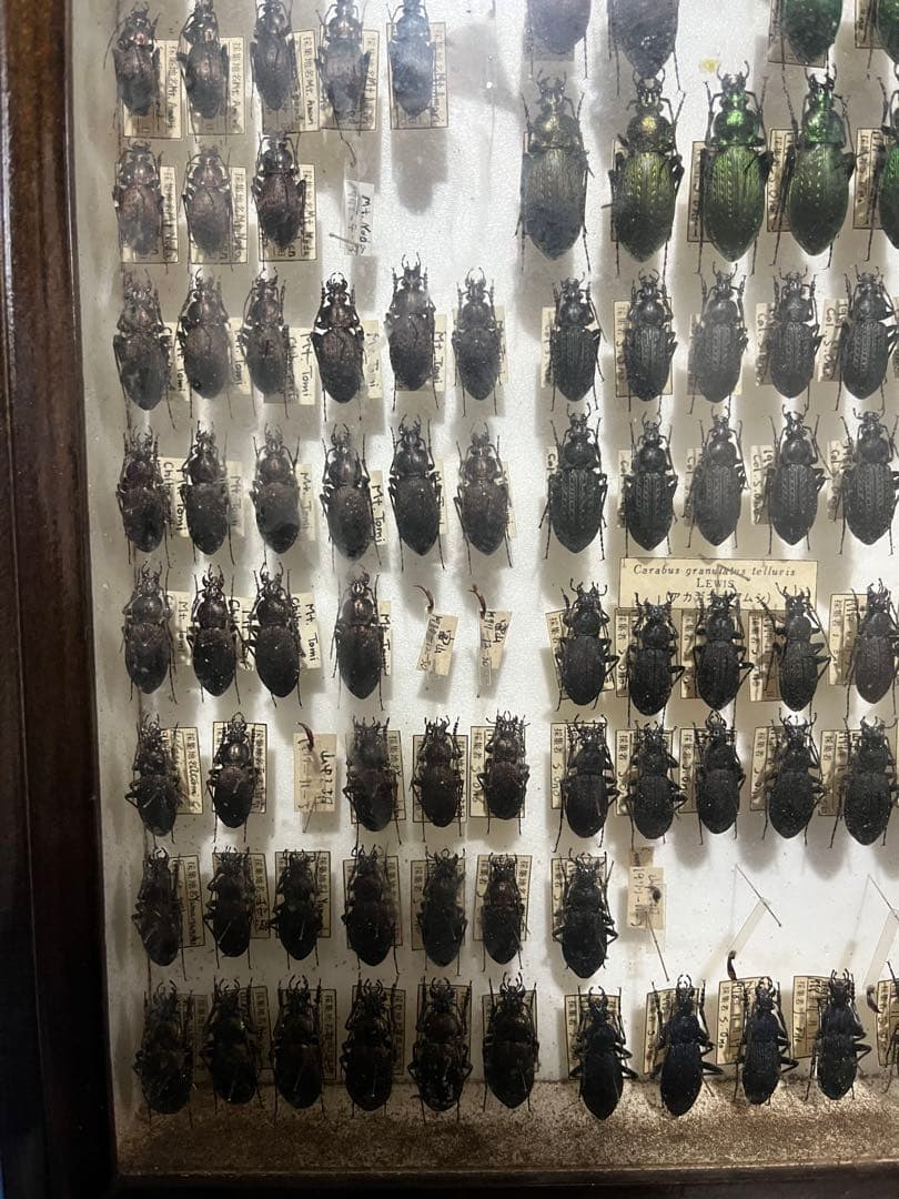 昆虫標本 オサムシ
