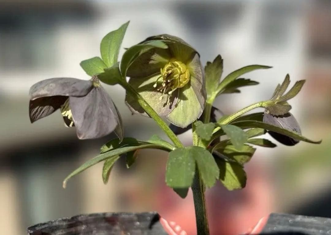 おこめ様ご依頼品　クリスマスローズ　開花株　横山園芸　2苗　現品　匿名発送