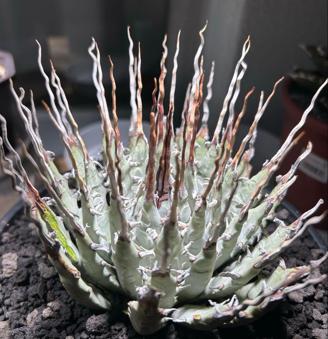p*s様 アガベutahensis var.eborispina陽炎 超ロングト