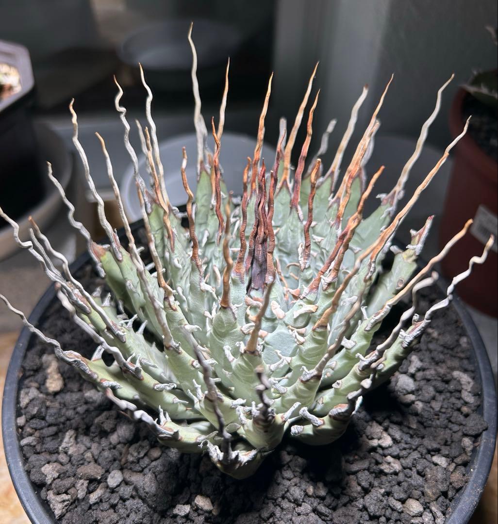 p*s様 アガベutahensis var.eborispina陽炎 超ロングト