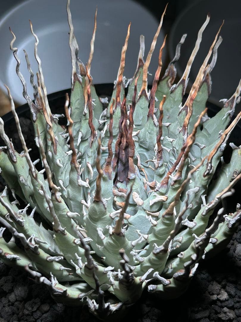 p*s様 アガベutahensis var.eborispina陽炎 超ロングト