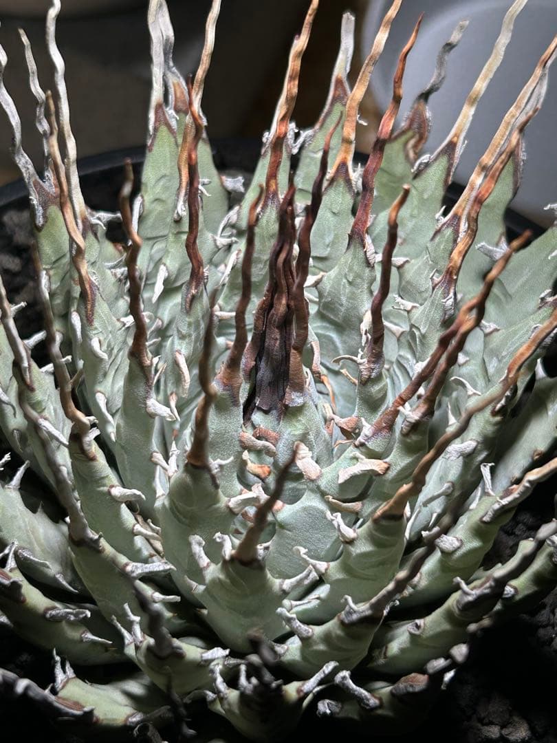 p*s様 アガベutahensis var.eborispina陽炎 超ロングト