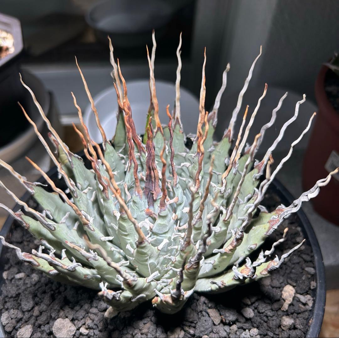 p*s様 アガベutahensis var.eborispina陽炎 超ロングト
