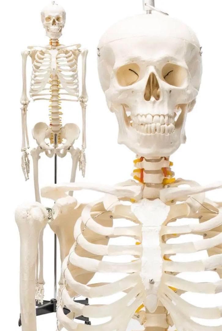 ⭐️新品⭐️等身大 人体模型 170cm神経根有り全身骨格模型 骨格標本