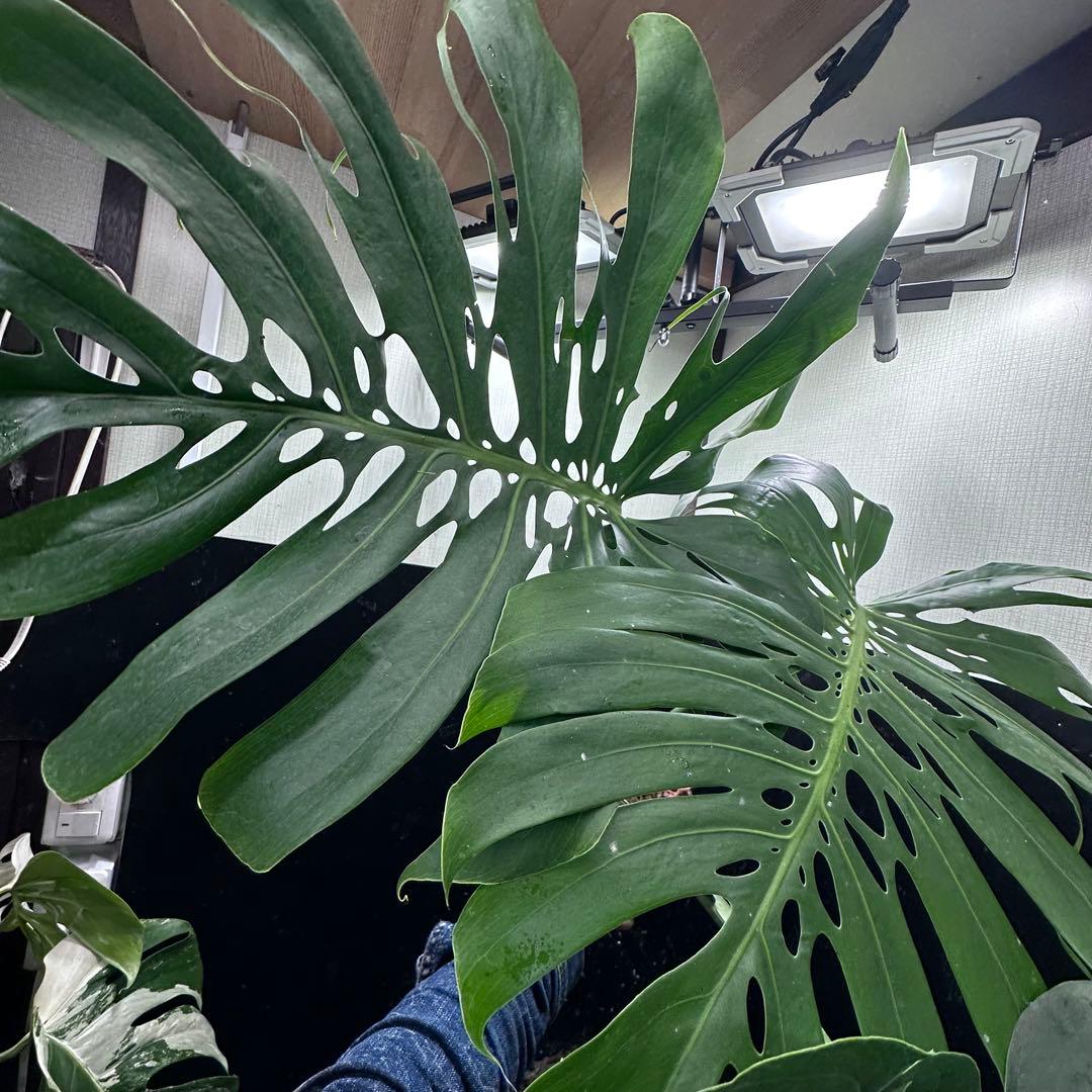 ハ*ル様 モンステラデリシオーサマクロコズム超希少系統鉢植え79㎝