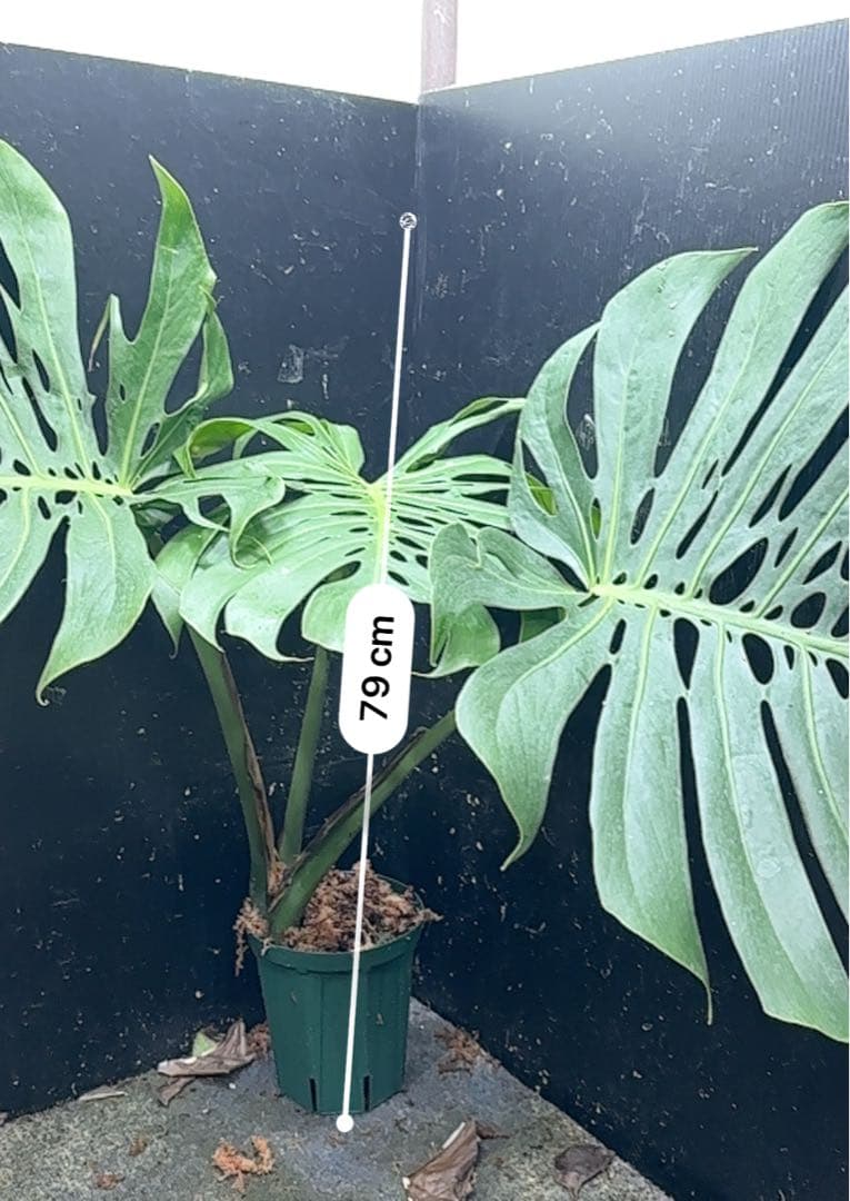 ハ*ル様 モンステラデリシオーサマクロコズム超希少系統鉢植え79㎝