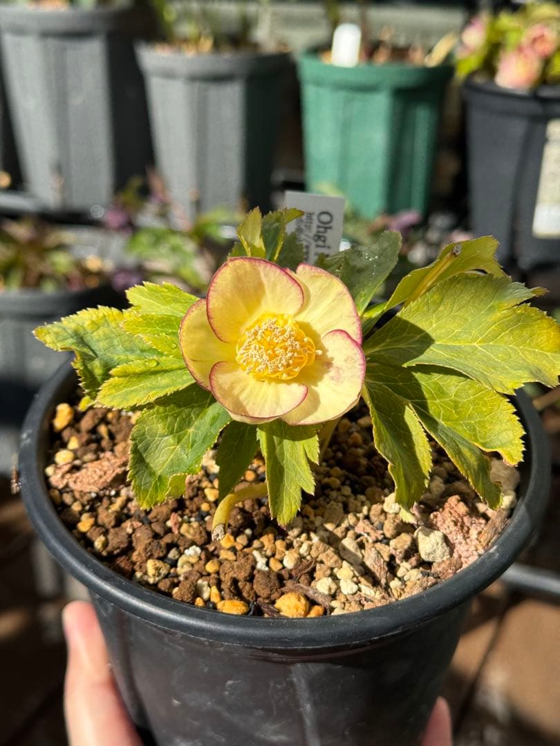 クリスマスローズ　蜃気楼交配