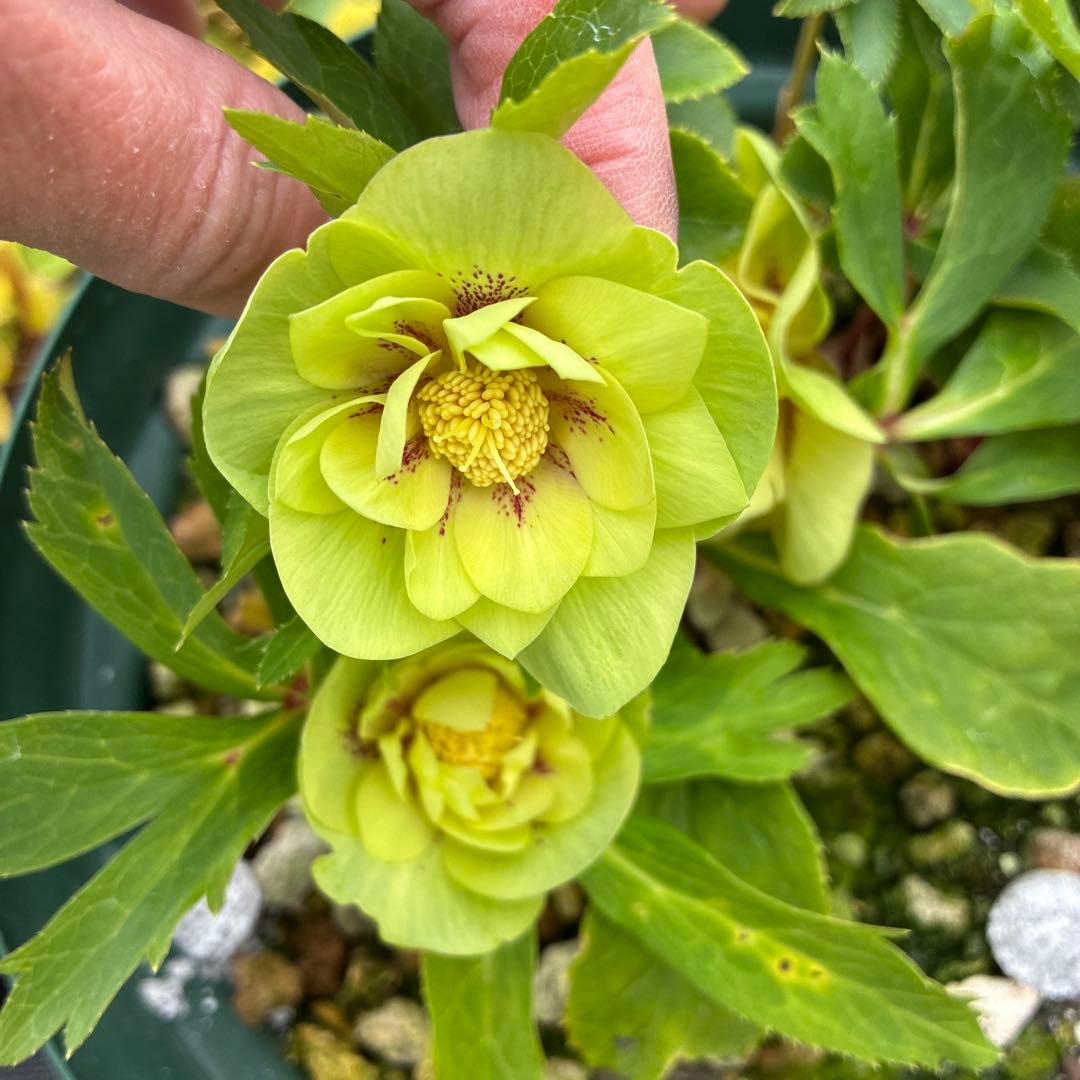 まいさんページ　ゴールド２鉢