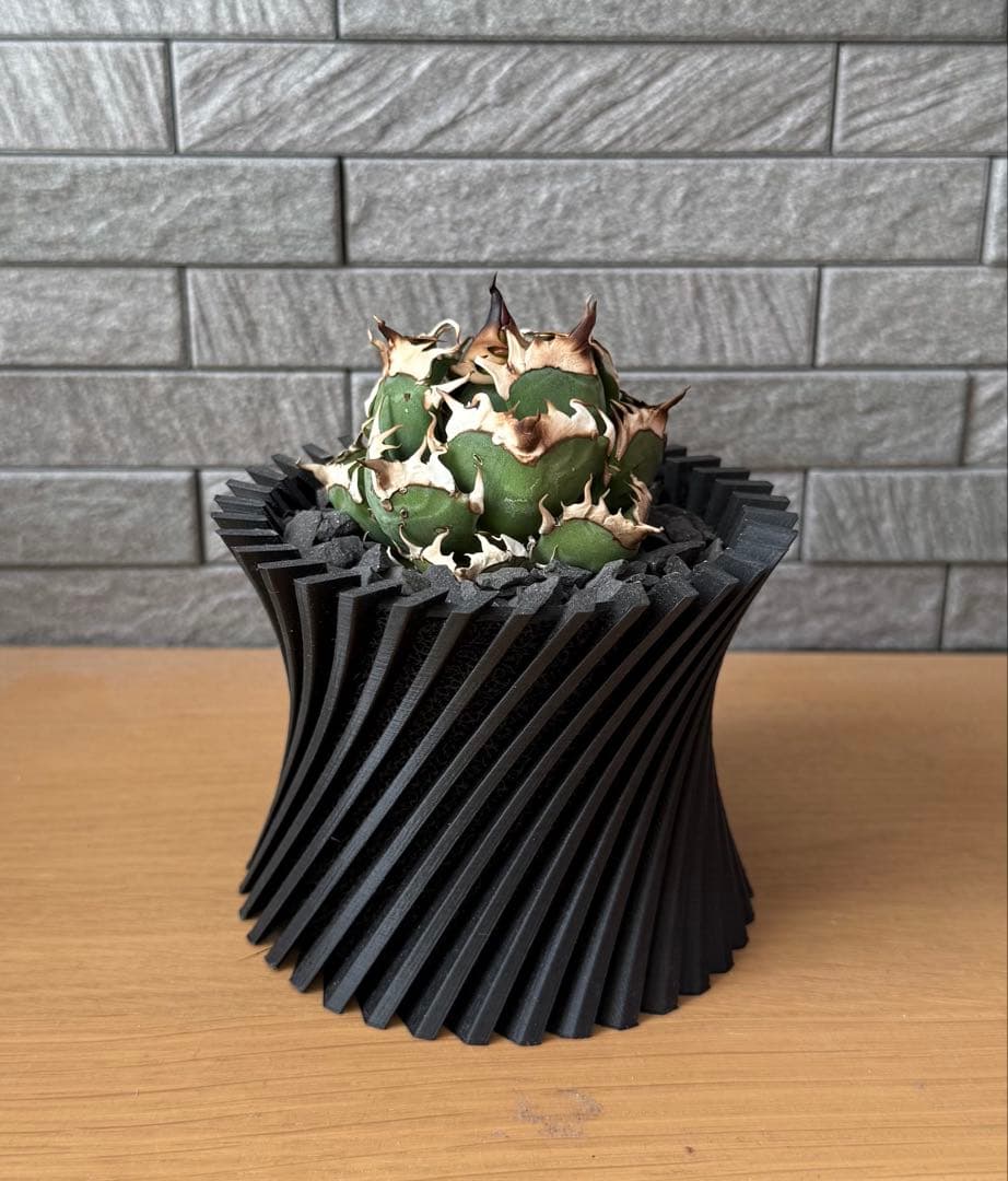 【鉢ごと発送】アガベ チタノタ レッドキャットウィーズル【ゴリ猫・丸型・超低重心