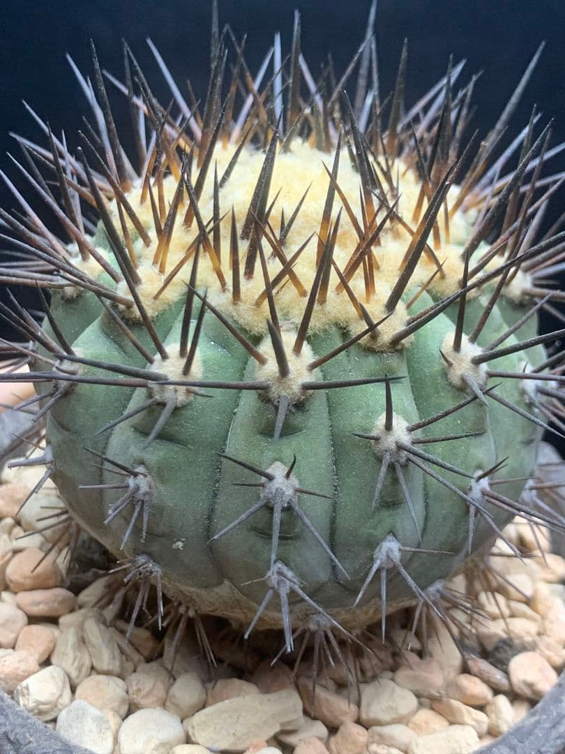 河*治様 Z236 コピアポア　コルムナアルバ　孤竜丸 棘も綺麗