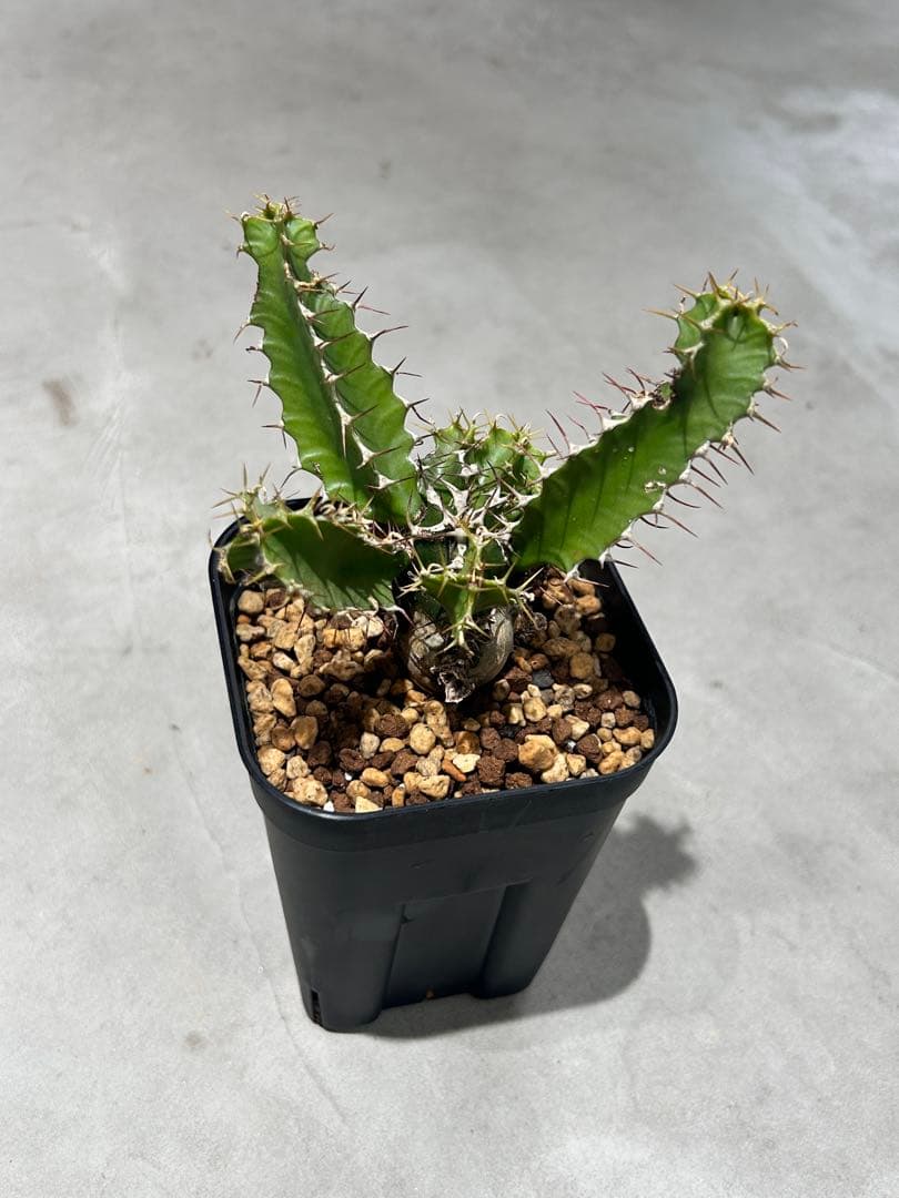 ユーフォルビア　ムランジーナ A