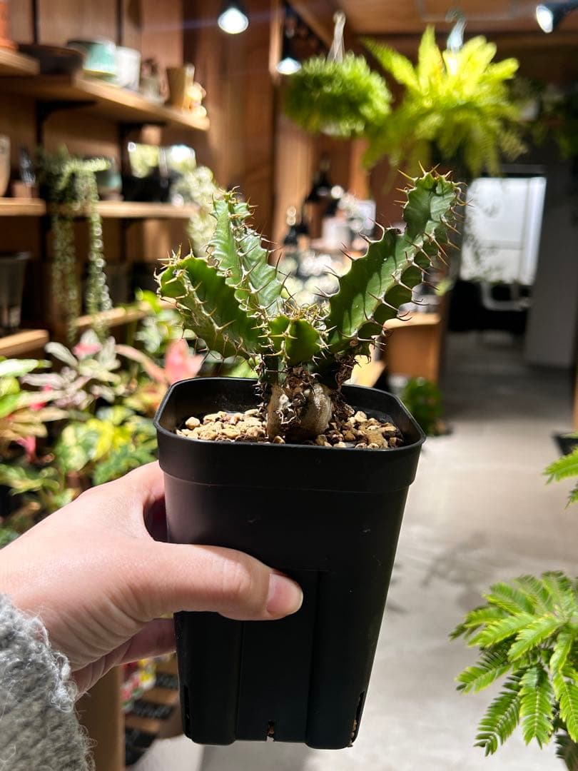 ユーフォルビア　ムランジーナ A