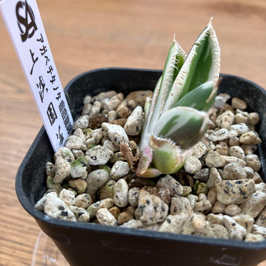 うし　【匿名配送】活着　特大　アガべ　チタノタ　豆豆龍錦　覆輪斑　TC