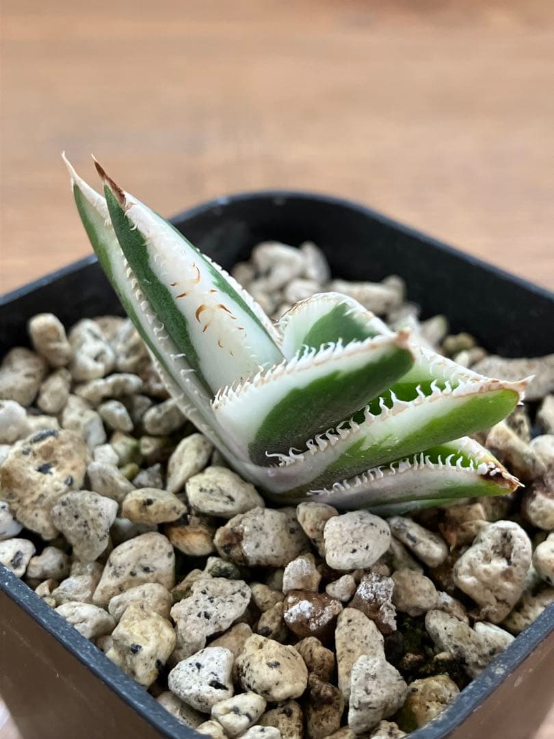 うし　【匿名配送】活着　特大　アガべ　チタノタ　豆豆龍錦　覆輪斑　TC