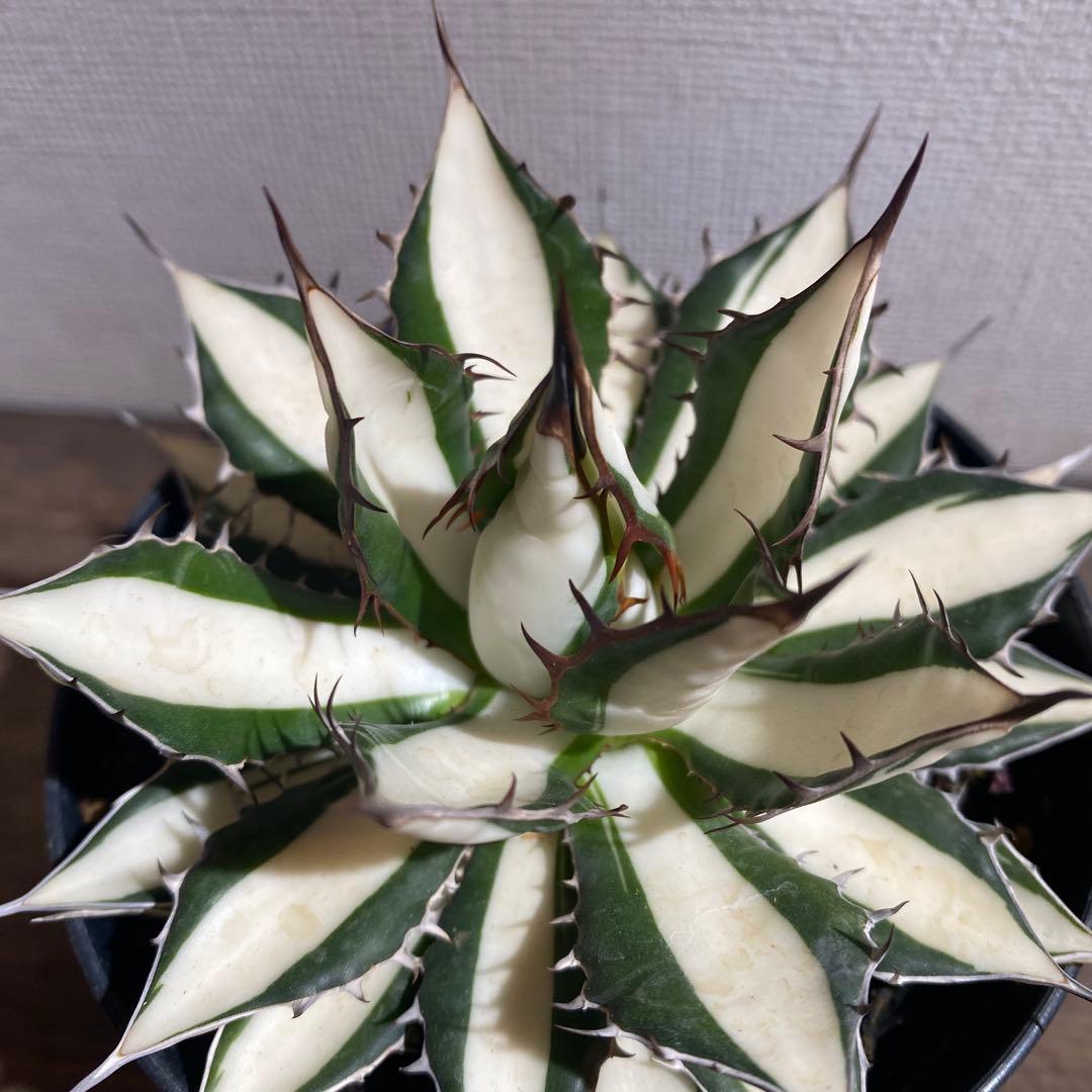 アガベ　ホリダ白中斑入　極上　初売り