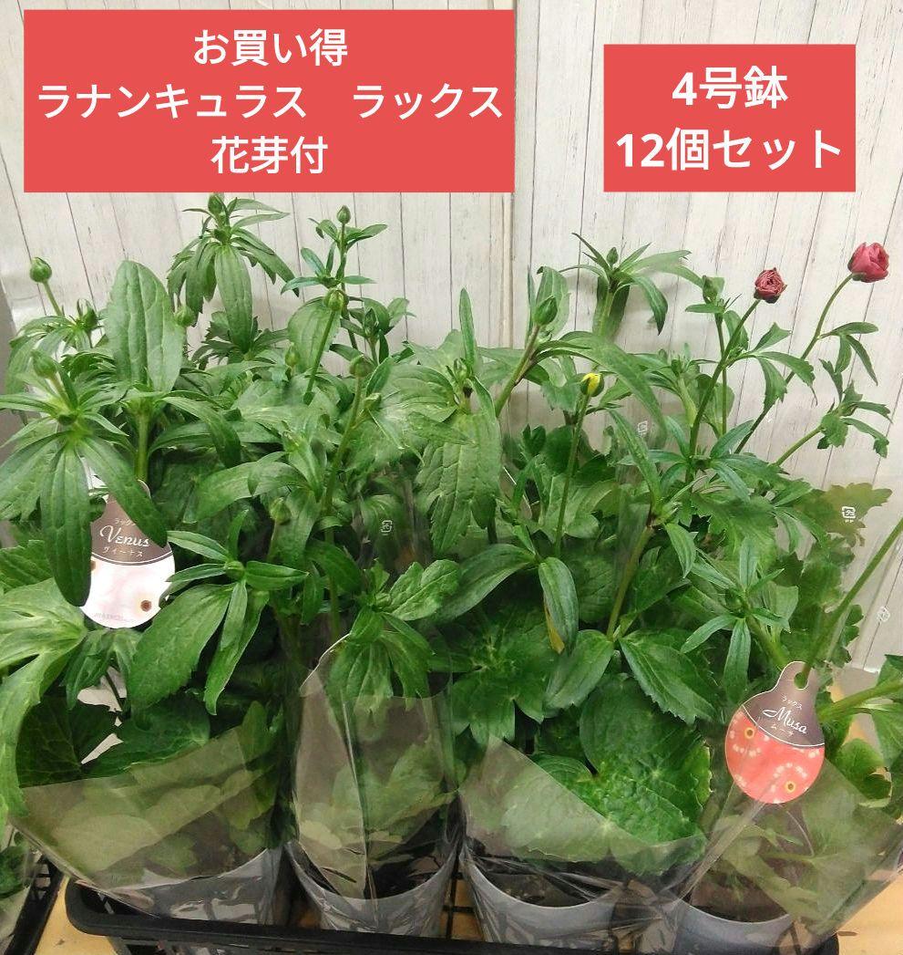 超お買い得！　ラナンキュラス　ラックス　4号鉢　12個セット