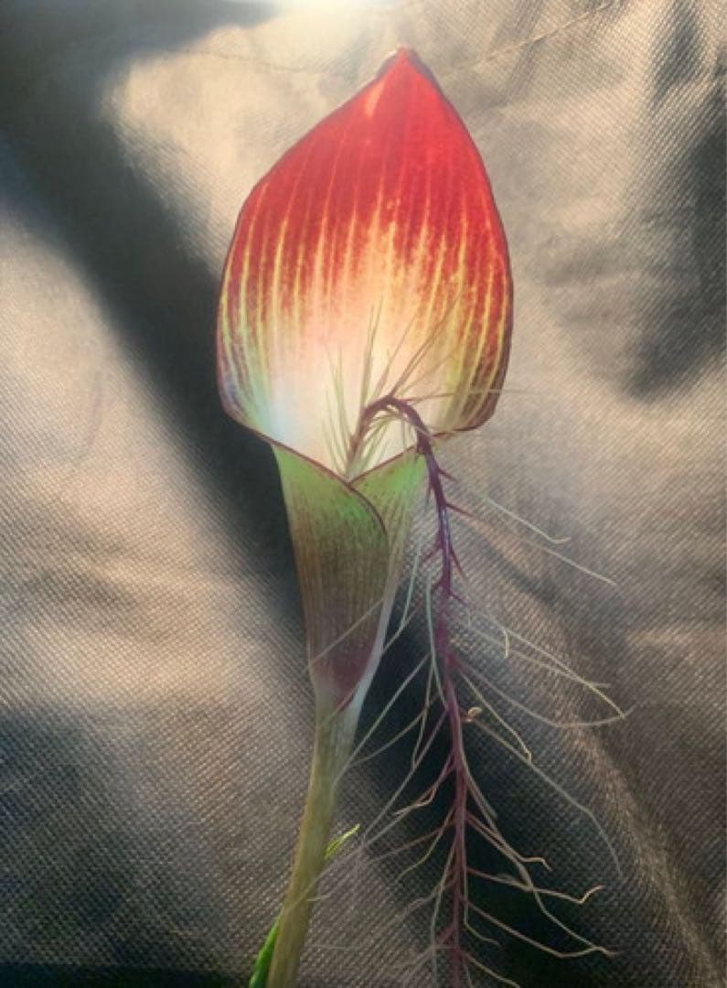 [B品] ① Arisaema lihengianum Baise