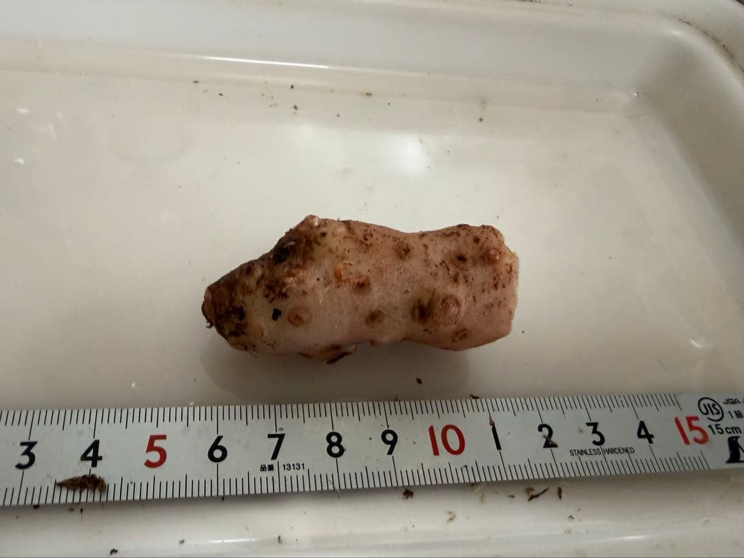 [B品] ① Arisaema lihengianum Baise