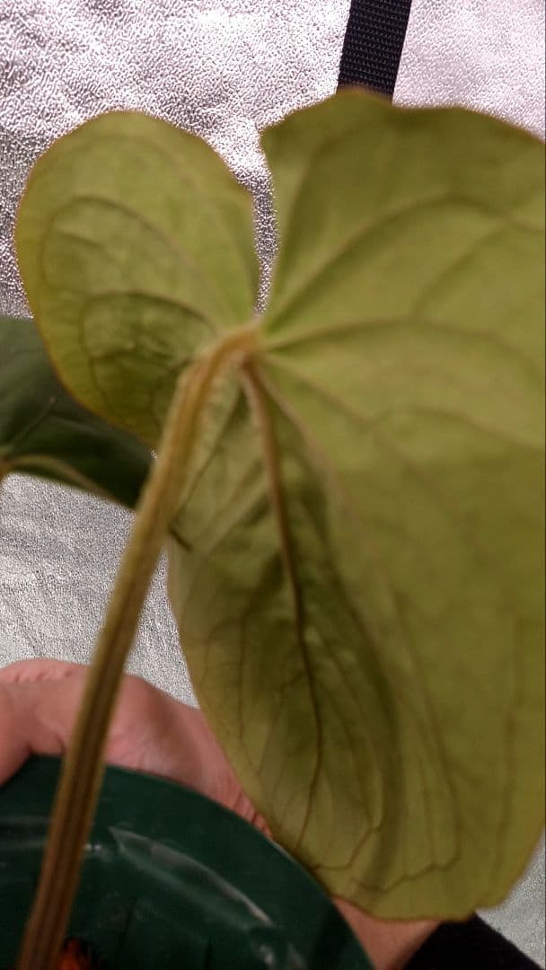 その他観葉植物 anthurium kunayalese