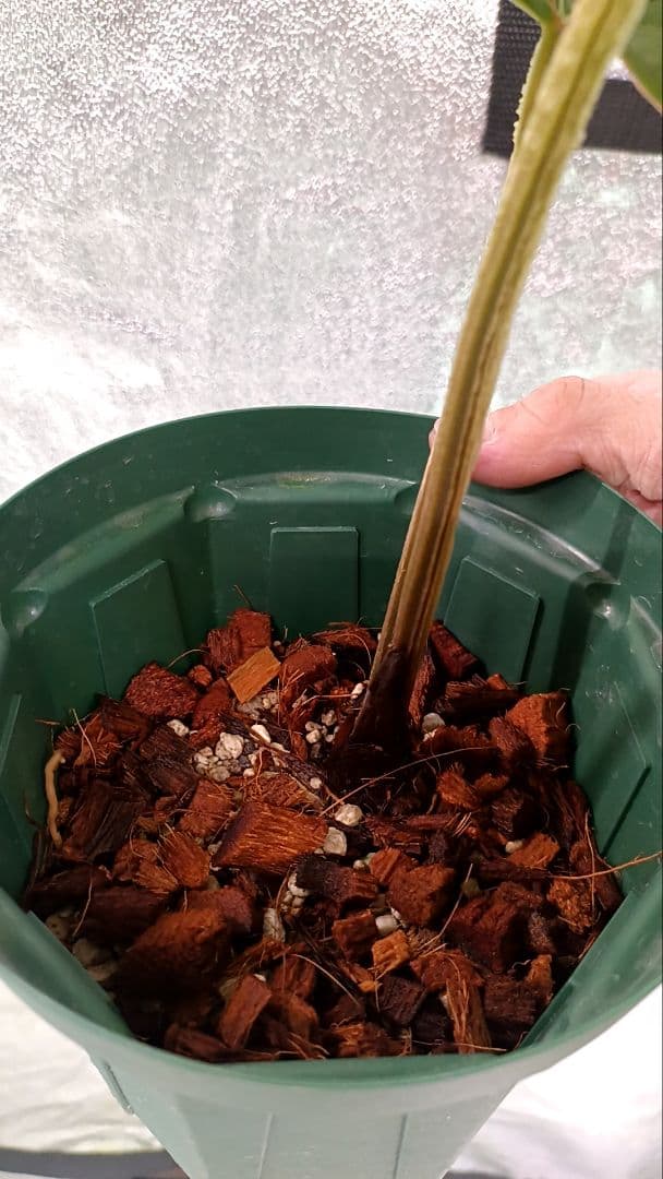 その他観葉植物 anthurium kunayalese