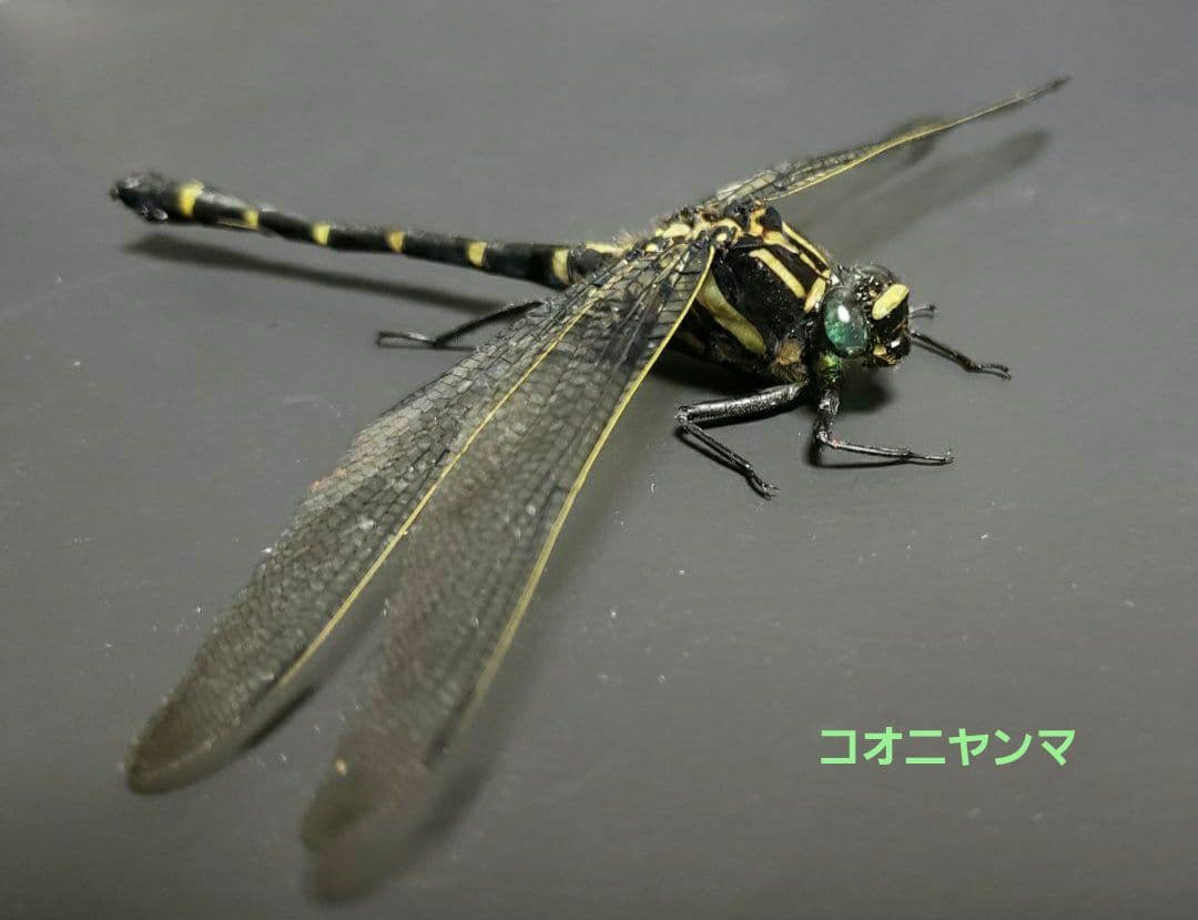 十（つなし）出品 トンボ標本13頭