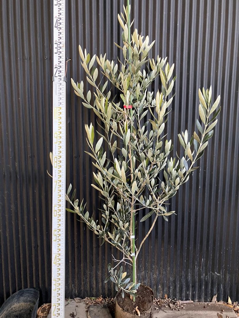 オリーブの木　カラマタ