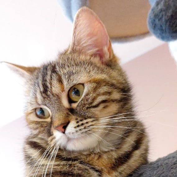 リボン様確認用