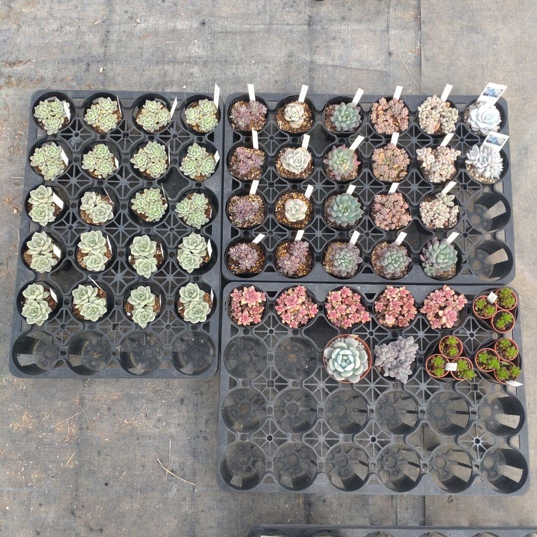 ☆彩之助☆さん専用