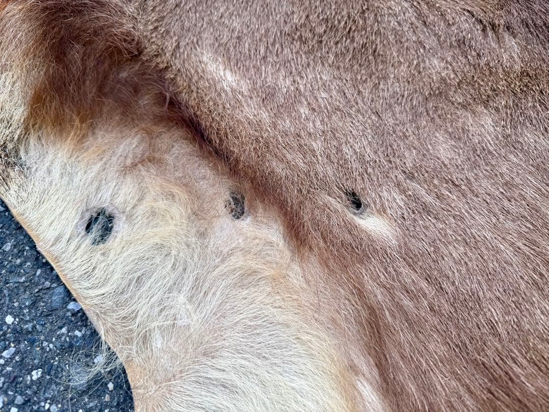 日本鹿 ラグマット 毛皮 敷物 ブランケット 蝦夷鹿 ブッシュクラフト キャンプ