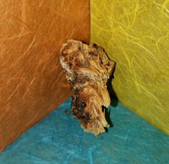 57 伽羅、六国五味、聞香、香木、沈香「ブルー白檀根瘤12,5g」