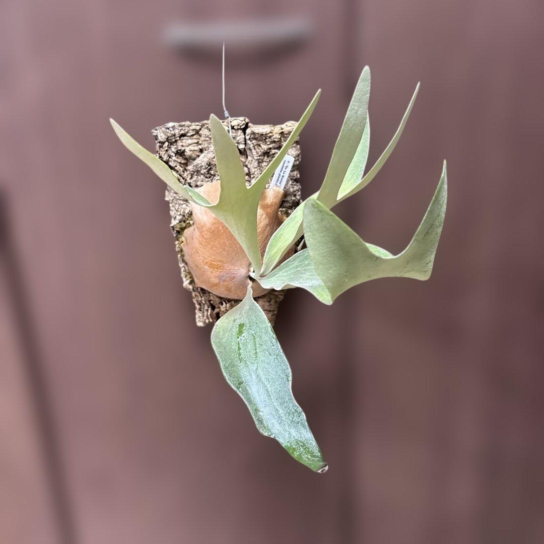 ビカクシダ　デラロッチャ（vandaka）　P. FSQ（vp#2) 子株付き