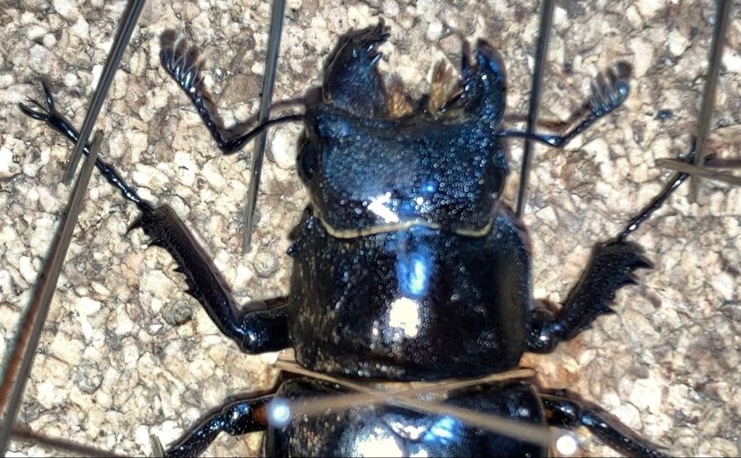 【標本】雌雄モザイク ミヤマクワガタ