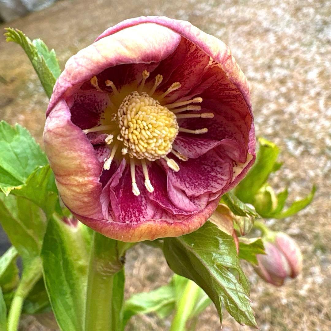 N*o様 クリスマスローズ 開花株☆