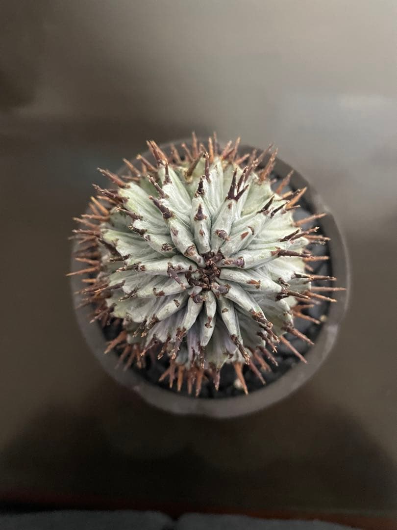 サボテンユーフォルビア