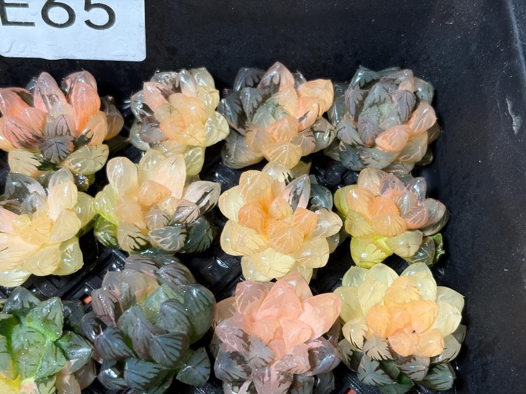 さ*お様 65 多肉植物 ハオルチア　オブツーサ錦 水中月錦 超美品 25株セッ