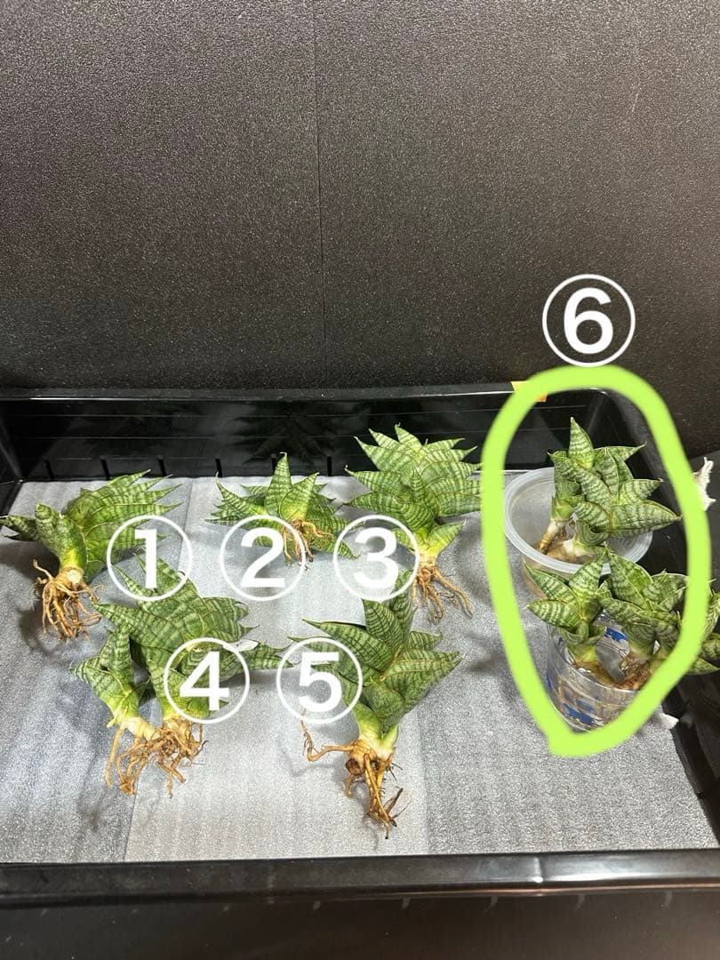 shooting-star様　注文品