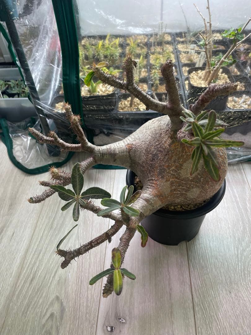 パキポディウムグラキリス　現地球　発根済み