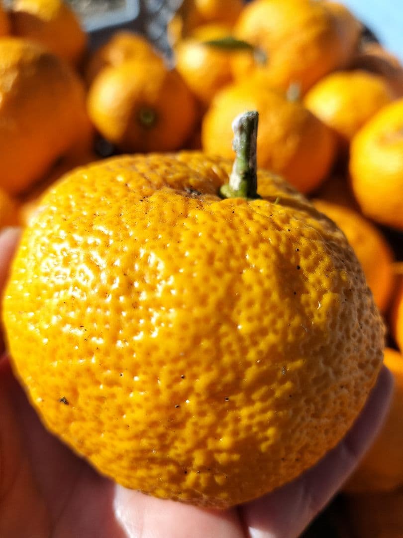 採りたて！！霜降り実生本柚子　１０㌔