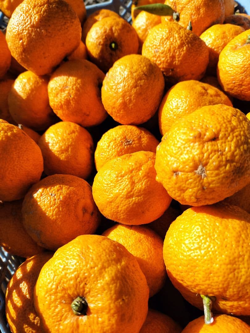 採りたて！！霜降り実生本柚子　１０㌔