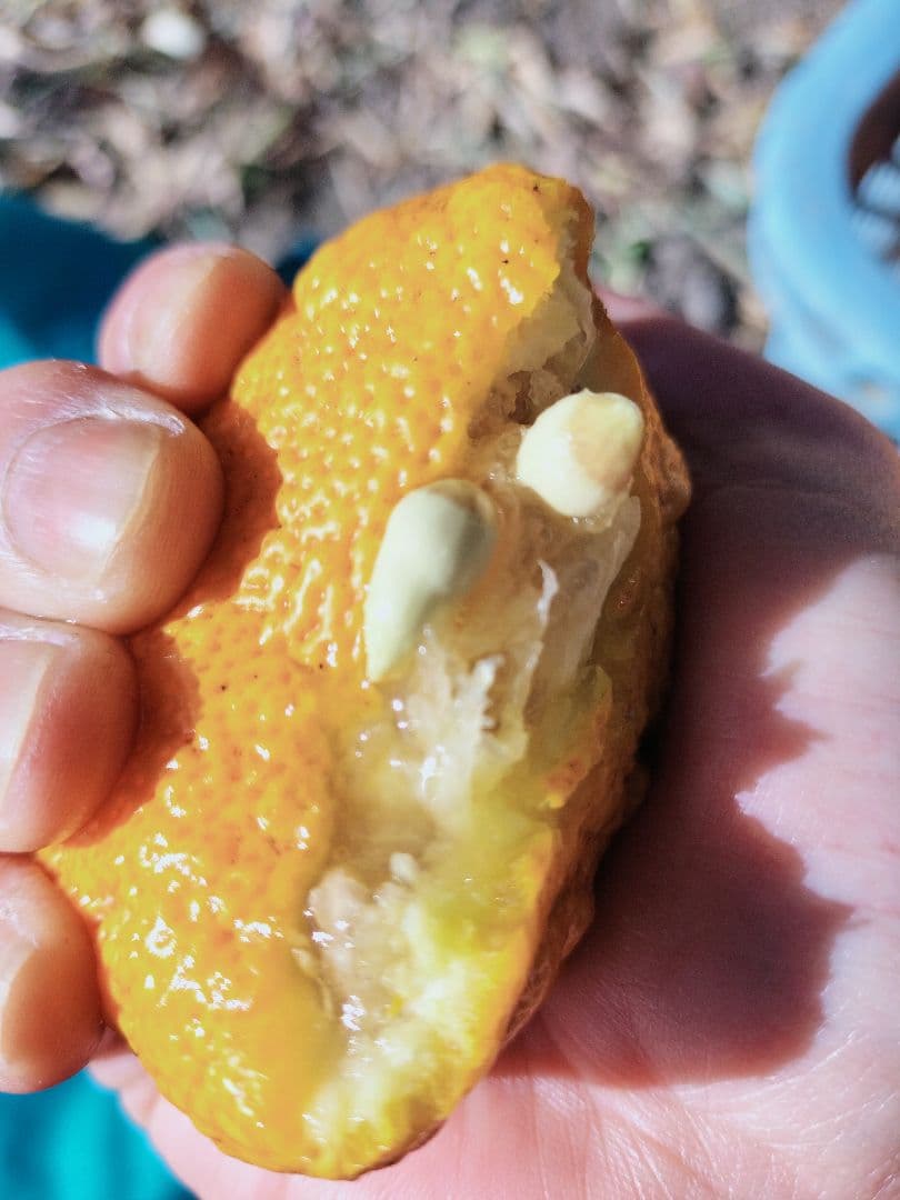 採りたて！！霜降り実生本柚子　１０㌔