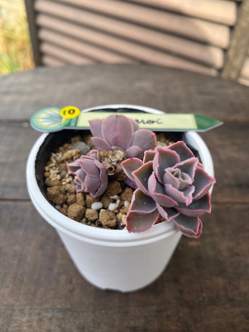 群生　原種　チャザロイ　Chazaroi エケベリア 紫色