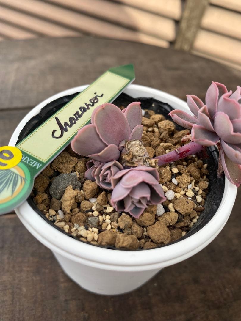 群生　原種　チャザロイ　Chazaroi エケベリア 紫色