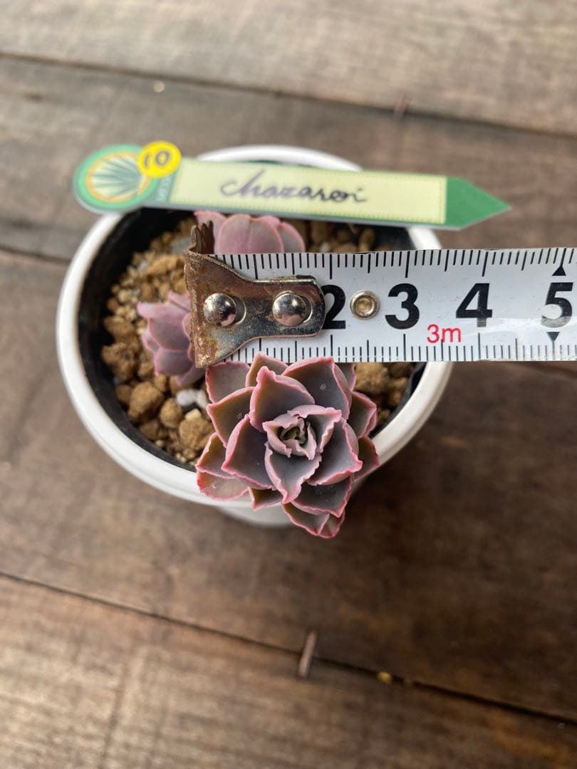 群生　原種　チャザロイ　Chazaroi エケベリア 紫色