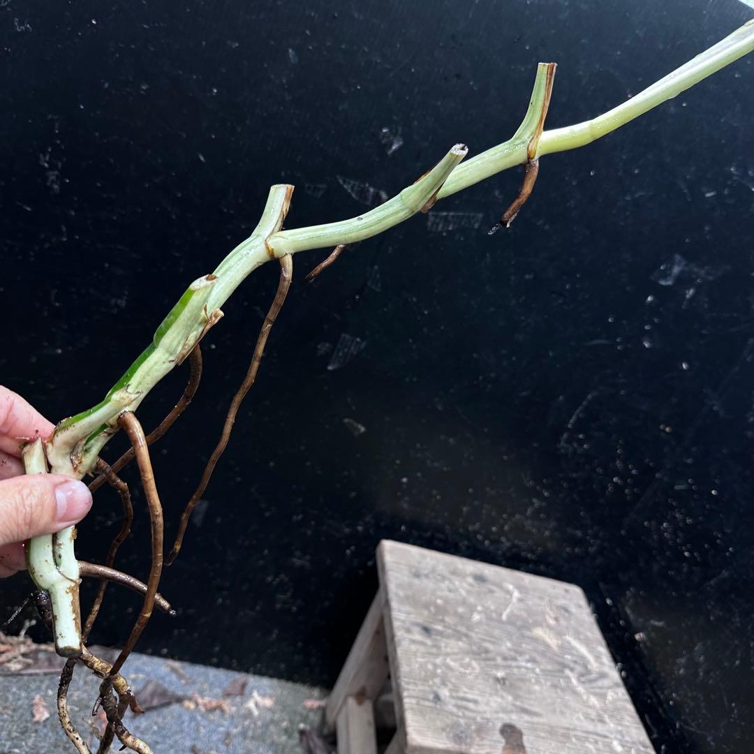 超*✿様 斑入りモンステラホワイトタイガー茎8株おまとめ