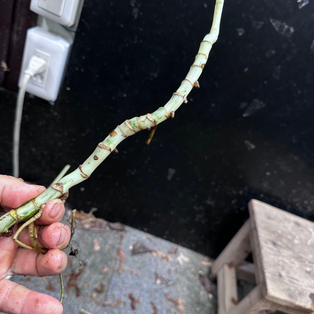 超*✿様 斑入りモンステラホワイトタイガー茎8株おまとめ