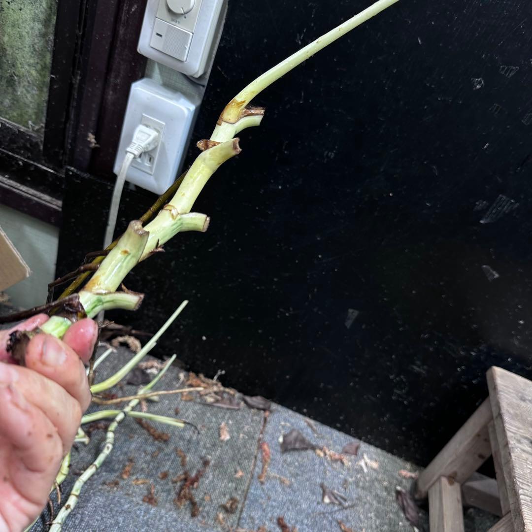 超*✿様 斑入りモンステラホワイトタイガー茎8株おまとめ