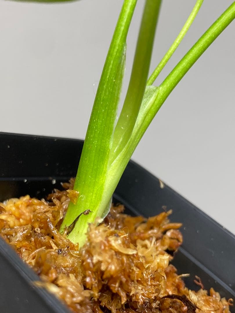 【全葉美斑入り✨】モンステラ　イエローマリリン　黄斑　オーレア　希少　人気‼️