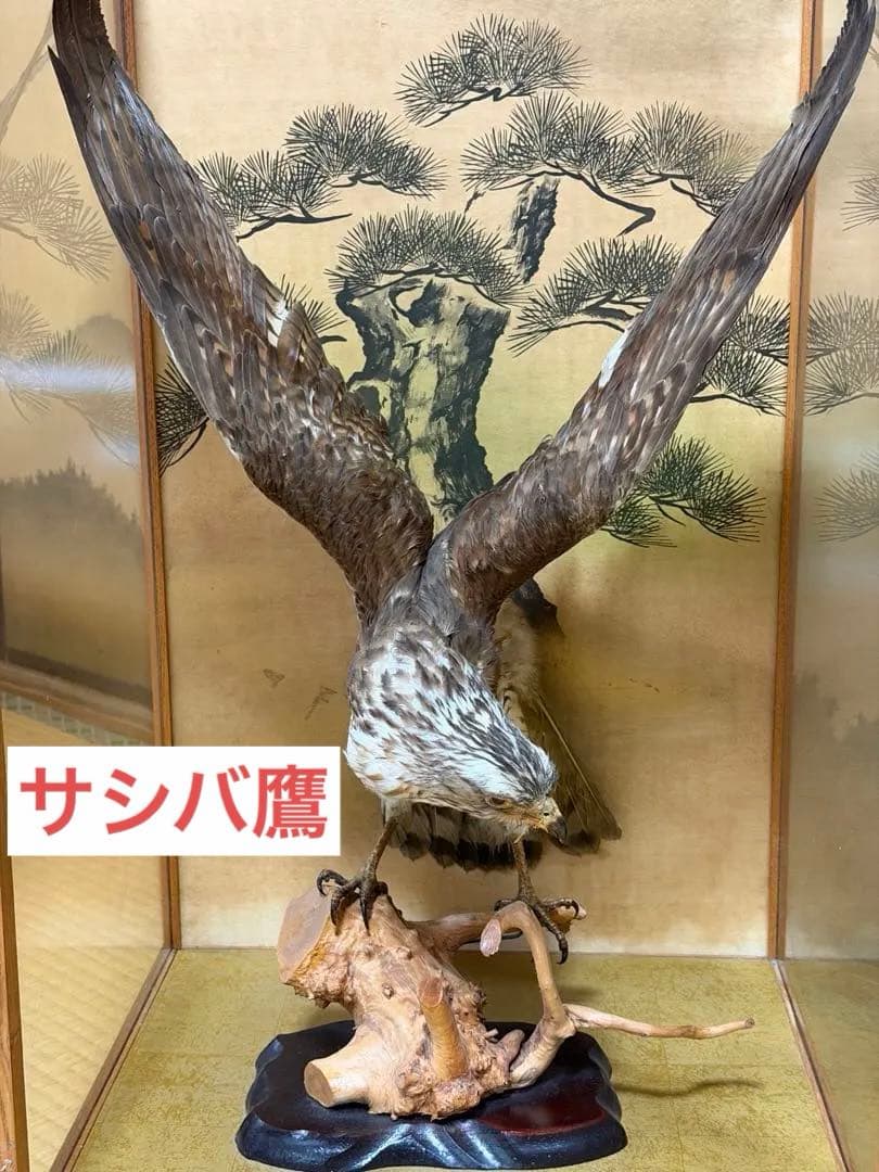 鷹の剥製 ガラスケース付き