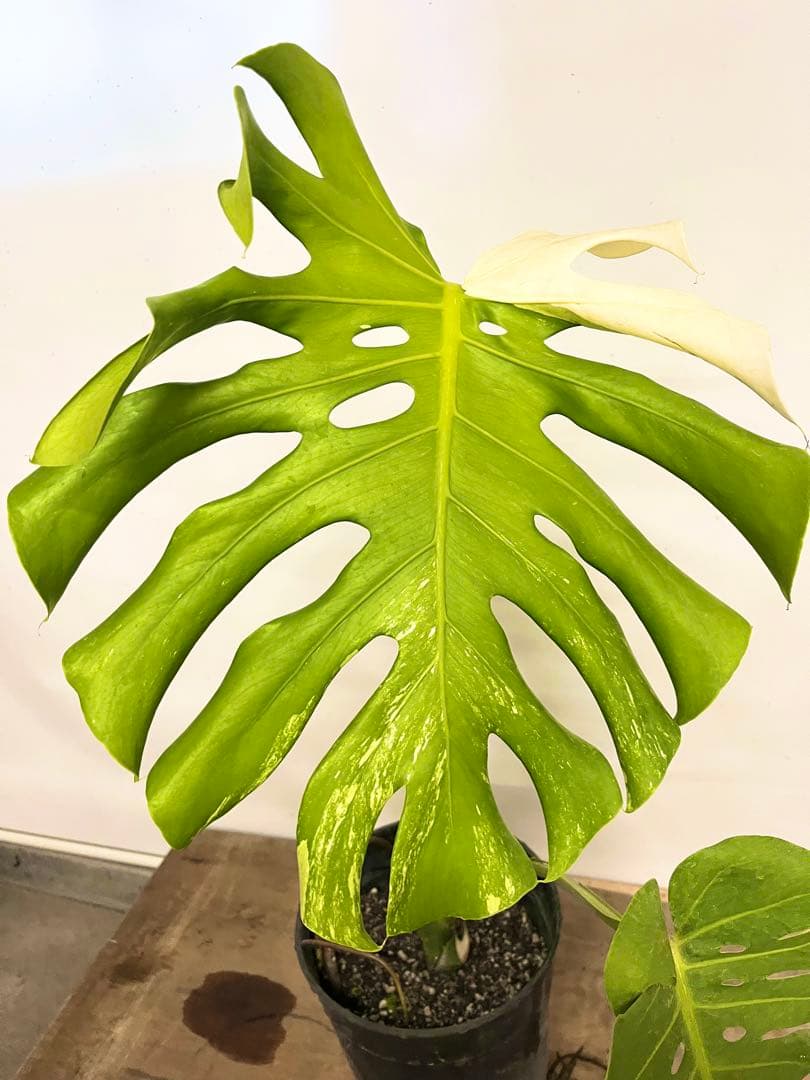 斑入り　モンステラ　デリシオーサ　艶姿　白　ホワイト